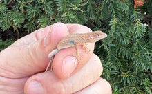 Load image into Gallery viewer, Baby Fence Lizard