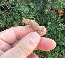Load image into Gallery viewer, Baby Fence Lizard
