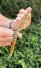 Load image into Gallery viewer, Red-Necked Keelback Snakes (1.1 Pair)