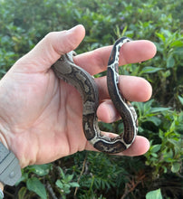 Load image into Gallery viewer, Baby Stripe-Tailed Columbian Red-Tailed Boa Constrictor (Female 2)