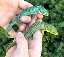 Load image into Gallery viewer, Adult ‘High-Blue’ Mexican Alligator Lizard (Female 2)