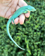 Load image into Gallery viewer, Adult ‘High-Blue’ Mexican Alligator Lizard (Female 1)