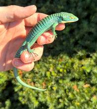 Load image into Gallery viewer, Adult ‘High-Blue’ Mexican Alligator Lizard (Female 2)