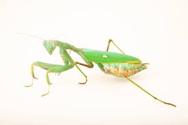 African Giant Mantis