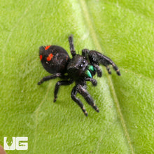 Load image into Gallery viewer, Jumping Spider