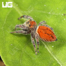 Load image into Gallery viewer, Jumping Spider