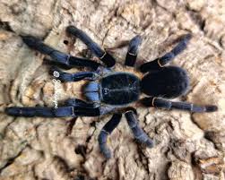 Ranong Blue Earth Tiger