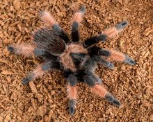 Load image into Gallery viewer, Mexican Red Leg Tarantula