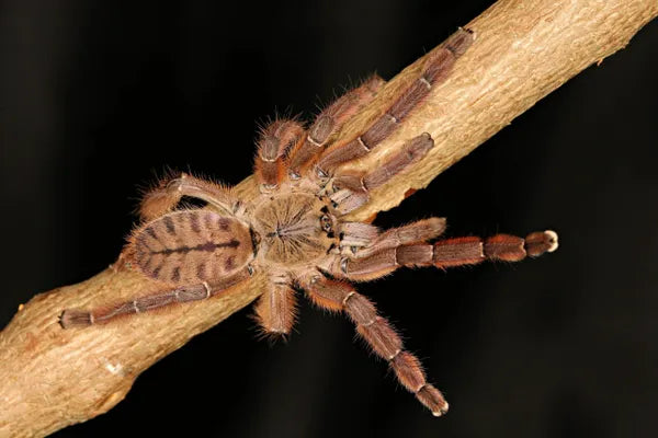 Peach Earth Tiger – Scales and Tails of Ohio