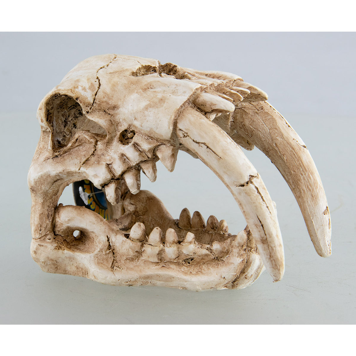 Underwater Treasures Sabertooth Skull – Scales and Tails of Ohio