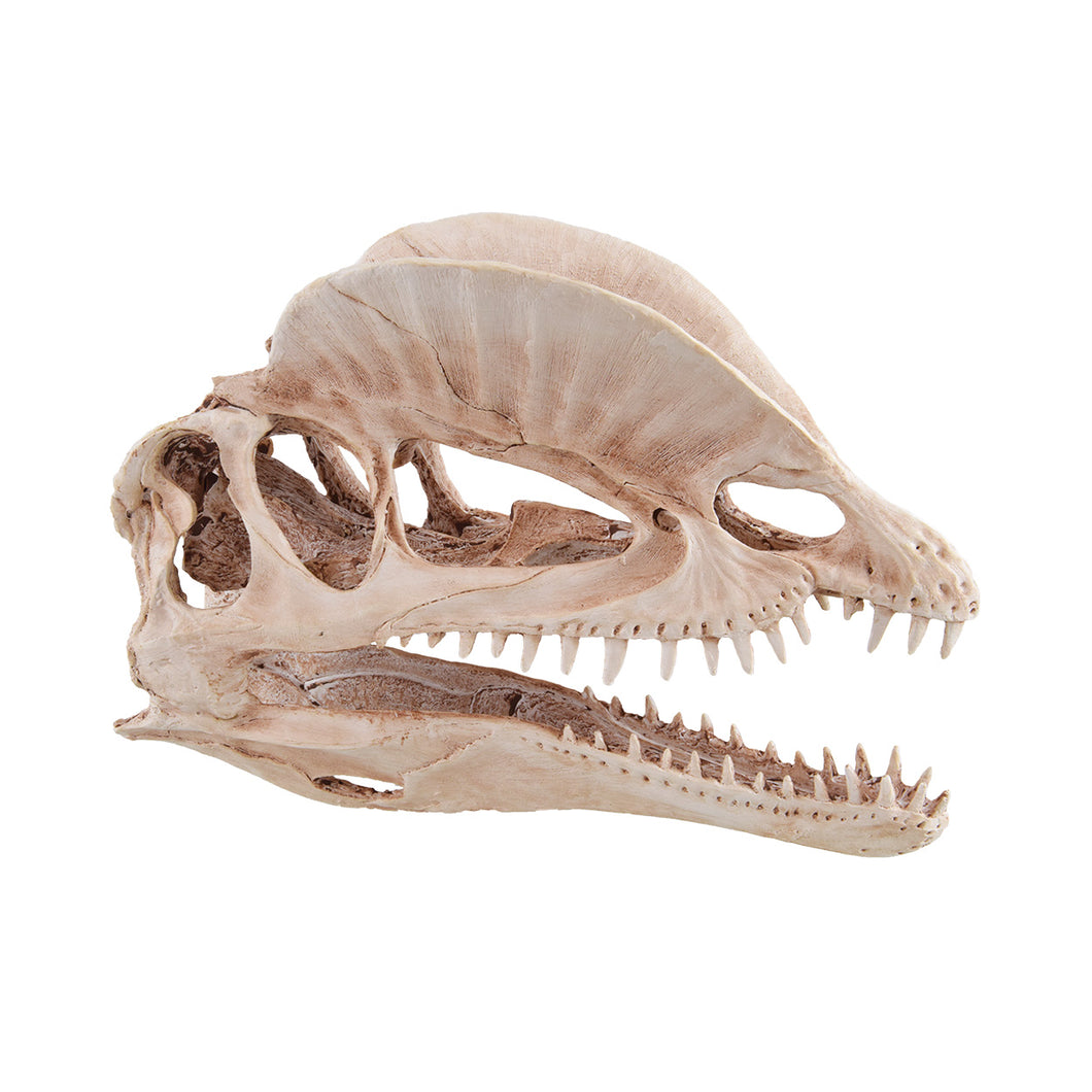 Underwater Treasures Dinosaur Skull