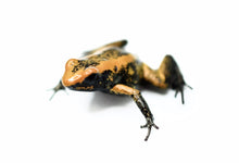Load image into Gallery viewer, Black Foot Orange Terribilis Dart Frog