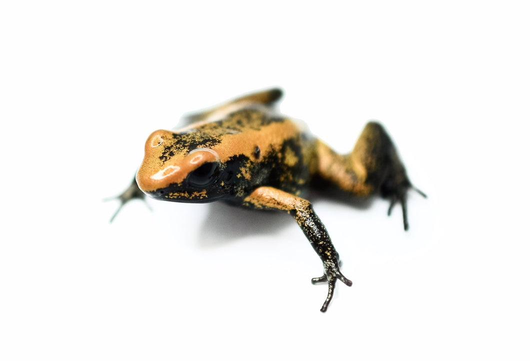 Black Foot Orange Terribilis Dart Frog