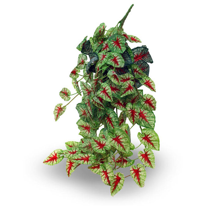 Pangea Caladium Hanging Foliage