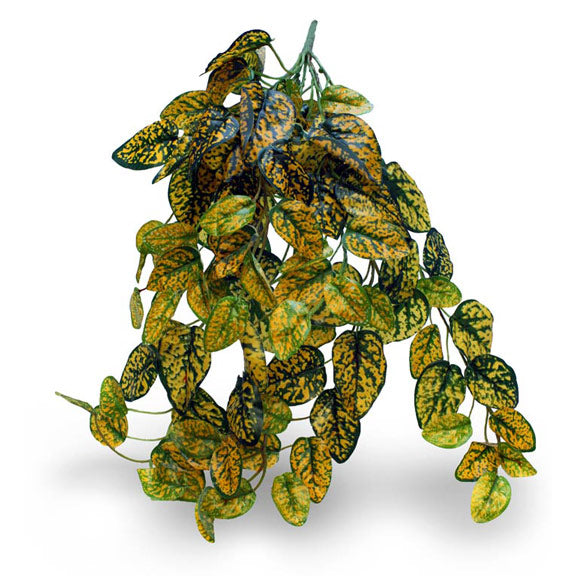 Pangea Japanese Laurel Hanging Foliage