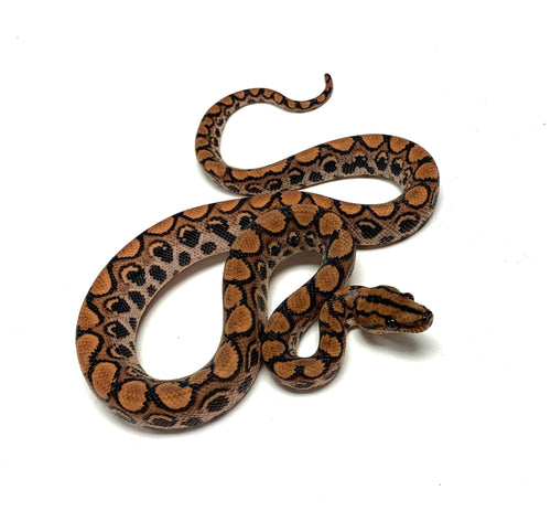 Baby Brazilian Rainbow Boa