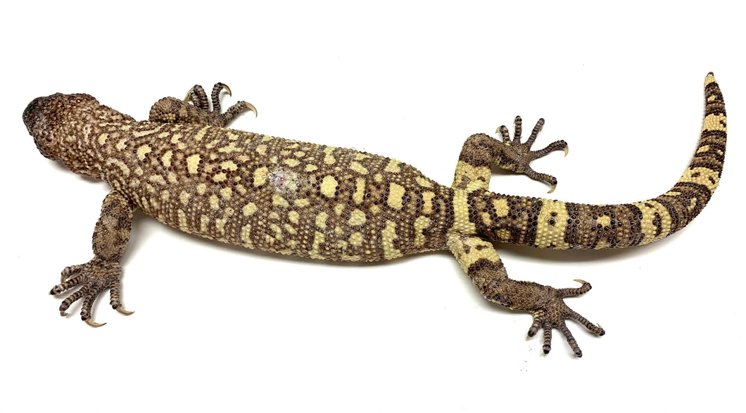 Sub-Adult Rio-Fuerte Beaded Lizard (1)