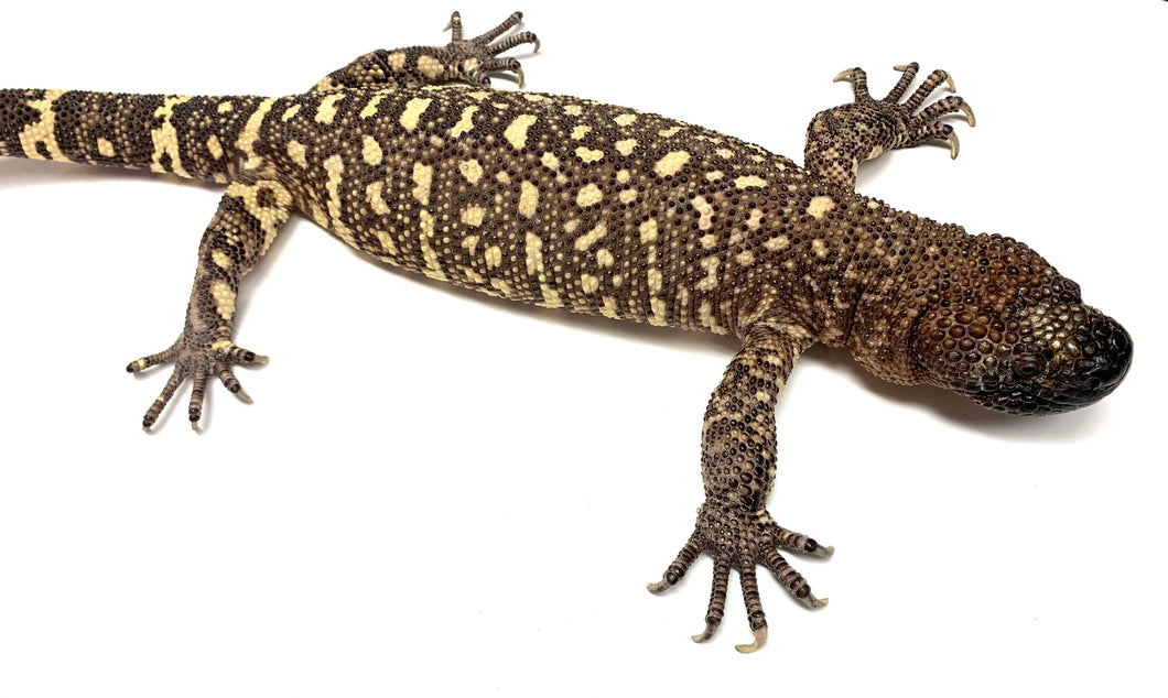 Adult Rio-Fuerte Beaded Lizard (1)