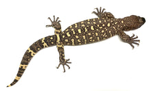 Load image into Gallery viewer, Adult Rio-Fuerte Beaded Lizard (1)