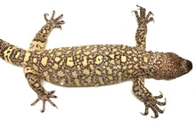 Load image into Gallery viewer, Adult Rio-Fuerte Beaded Lizard (2)