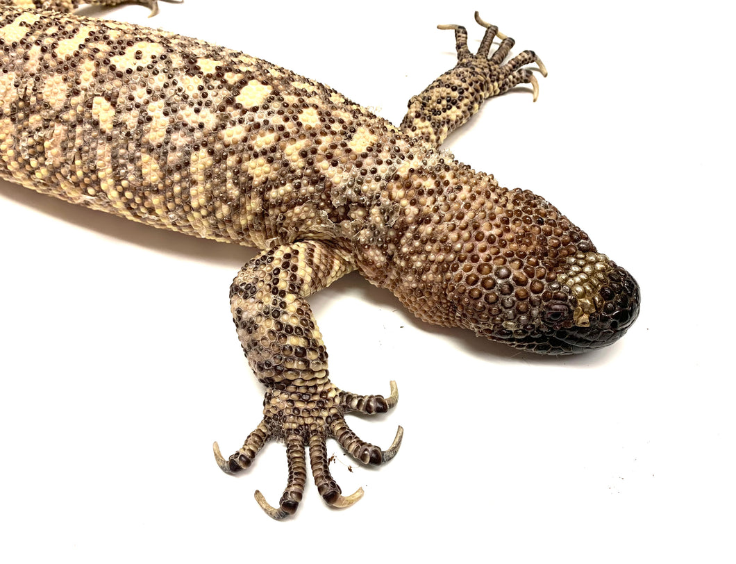 Adult Rio-Fuerte Beaded Lizard (2)