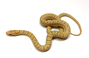 Baby T+ Albino Dione's Ratsnake