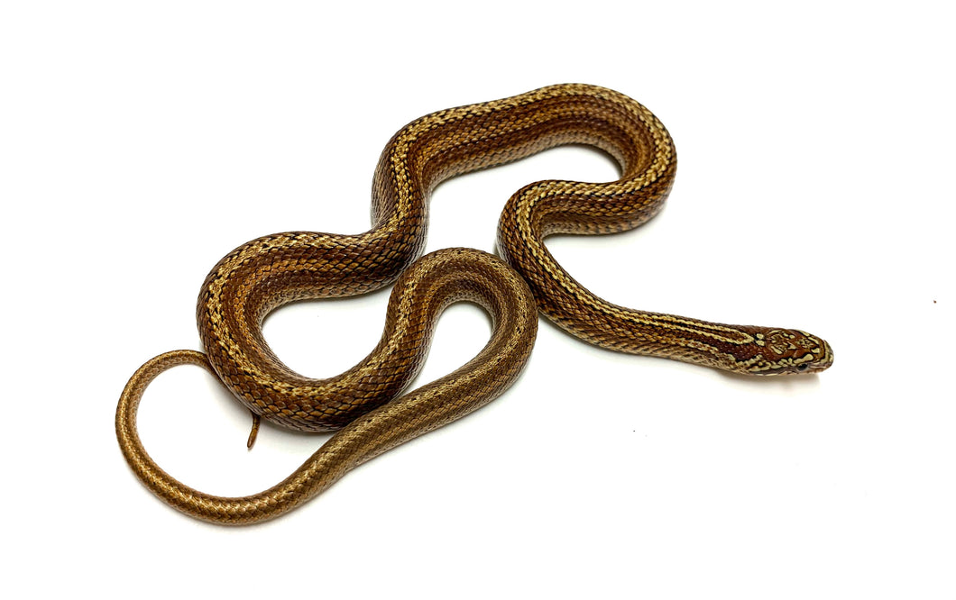Baby Red/Yellow Stripe Dione's Ratsnake