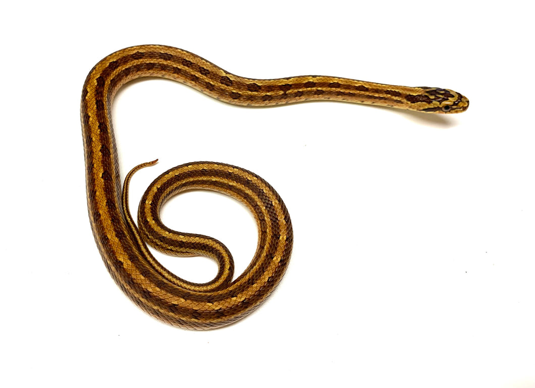 Baby Red Dione's Ratsnake