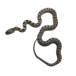 Baby Baird's Ratsnake