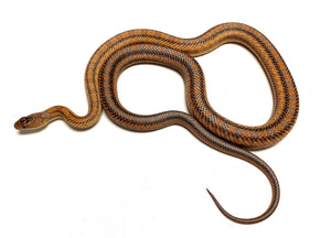 Baby Baird's Ratsnake