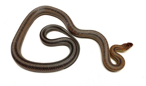 Baby Baird's Ratsnake