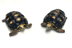 4”-5” Red Foot Tortoise