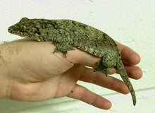 Load image into Gallery viewer, Adult Giant Halmahera Gecko