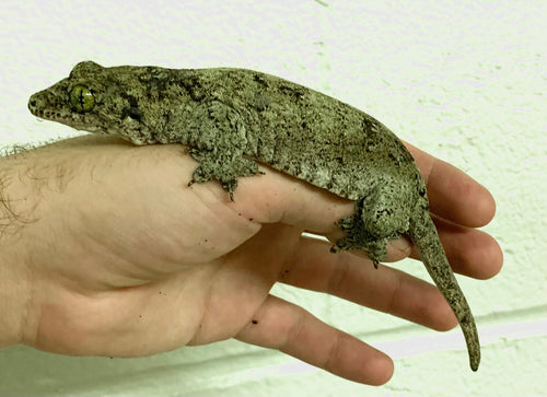 Adult Giant Halmahera Gecko