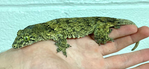 Adult Giant Halmahera Gecko