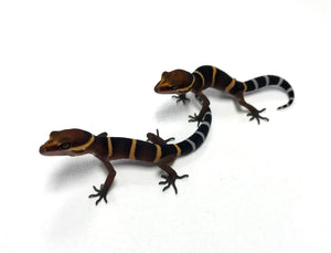 Baby Chinese Cave Gecko