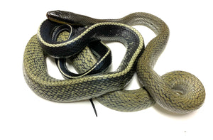 Adult Sumatran Beauty Snake (Male 2)