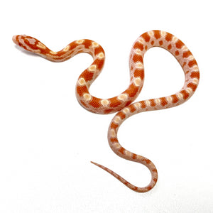 Baby Albino Corn Snake