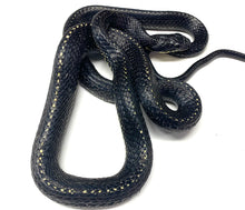 Load image into Gallery viewer, Shropshire&#39;s Puffing Snake (Female)