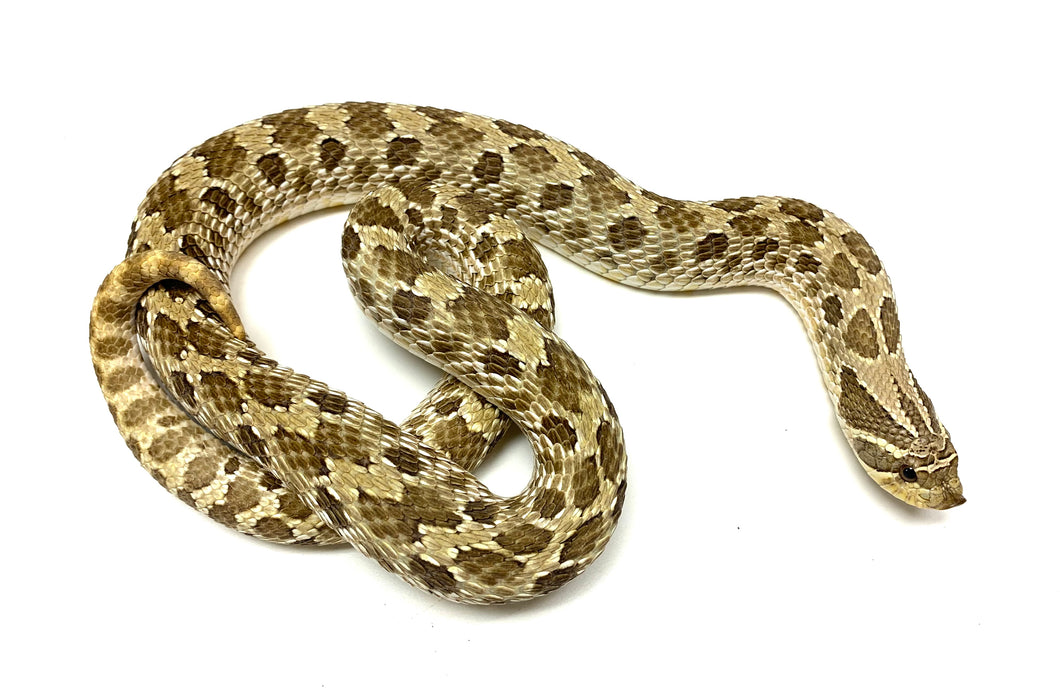 Adult Western Hognose Snake (Female)