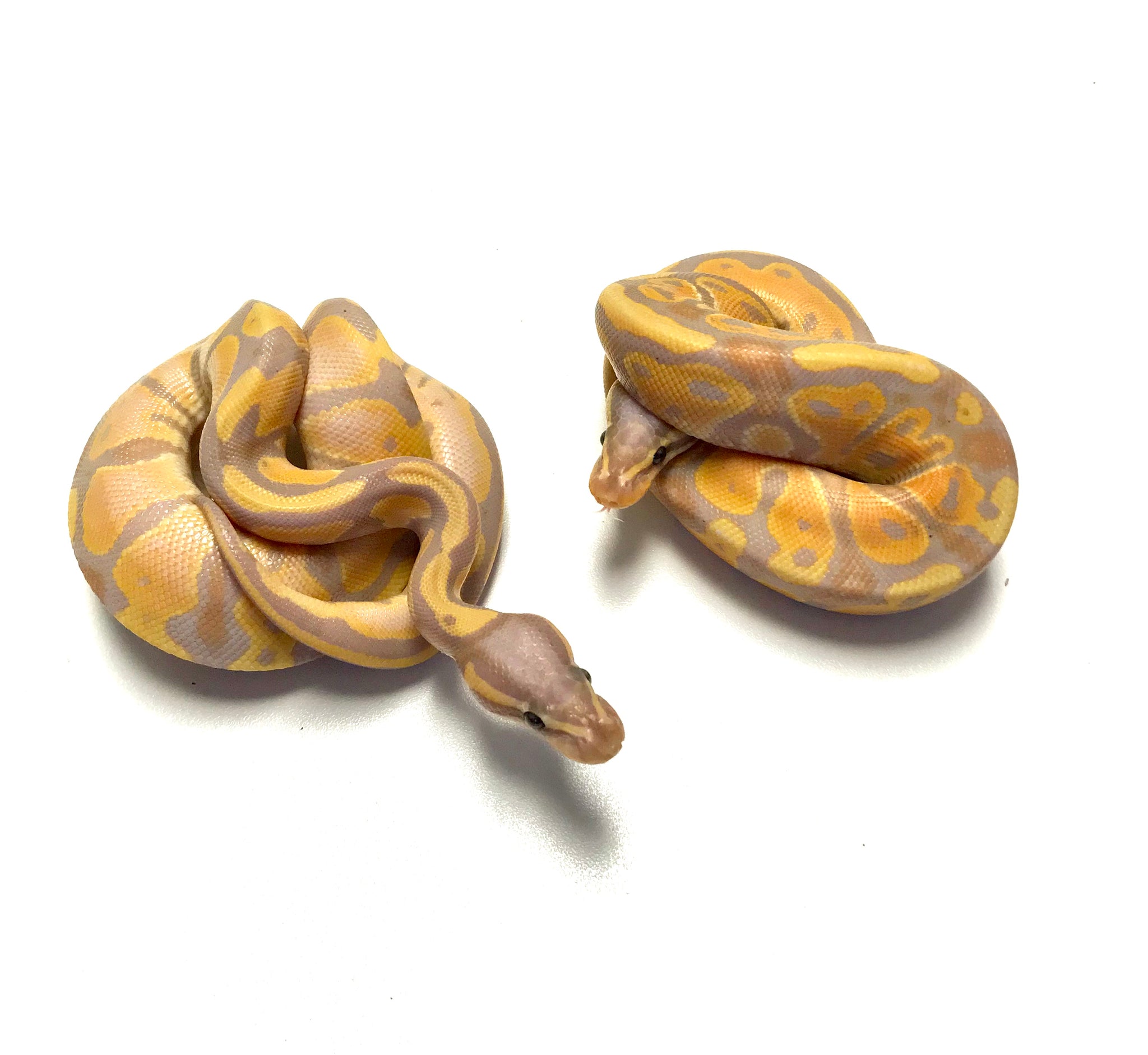 Ball Pythons – Page 2 – Scales and Tails of Ohio