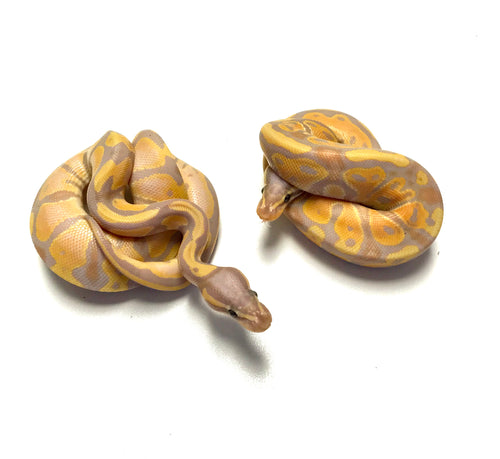 Baby Banana Ball Python