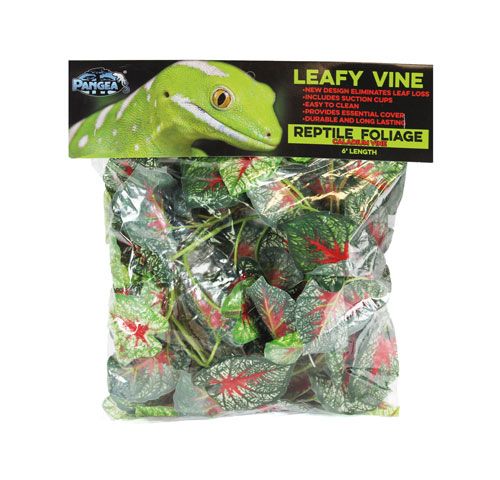 Caladium Leafy Vine
