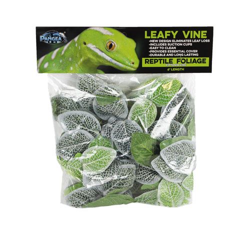 Pangea Fittonia Leafy Vine