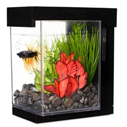Marina Betta Style Aquarium - Black - 3.7 L (1 US gal)- In Store Pick-Up Only