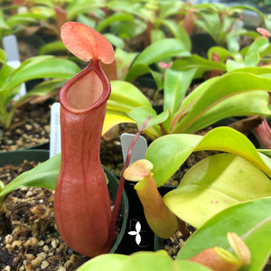 Pitcher Plant Nepenthes Ventrata