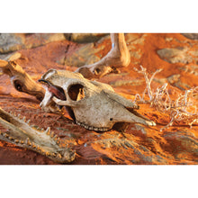 Load image into Gallery viewer, EXO TERRA Buffalo Skull