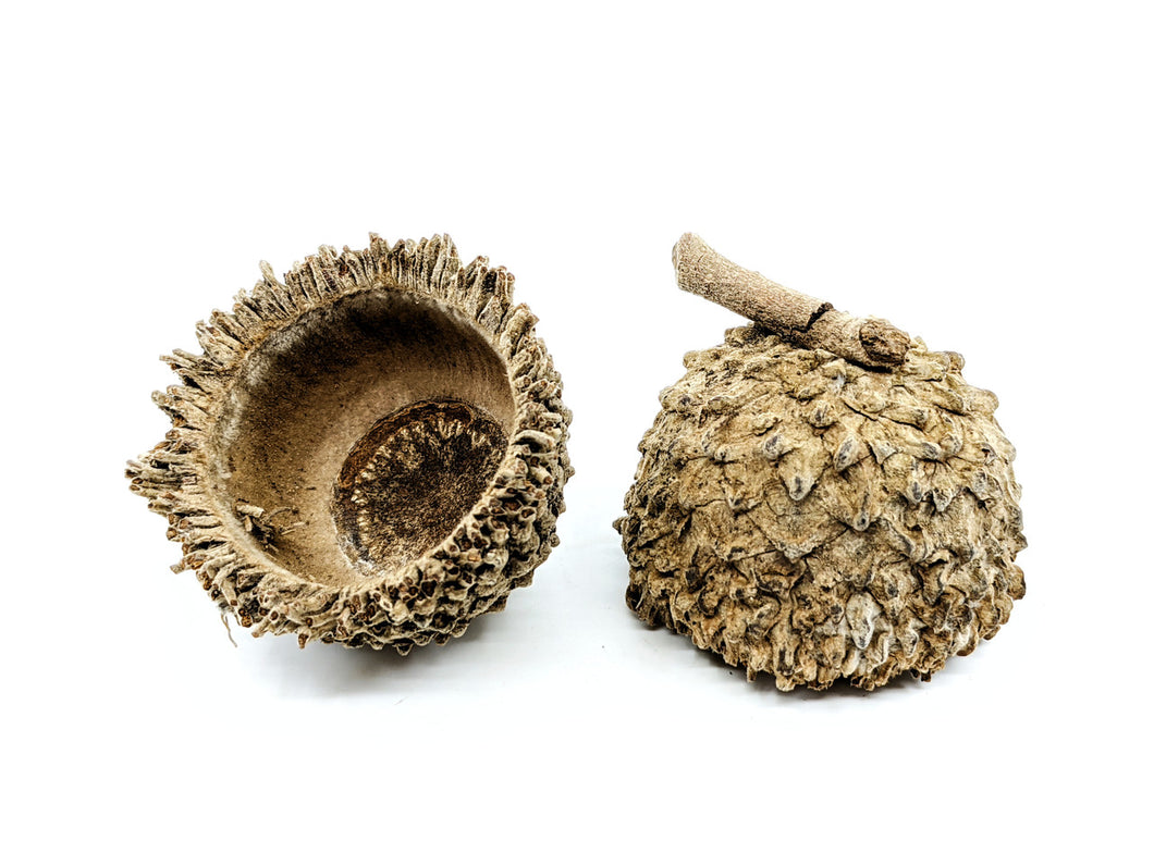 Acorn Cap