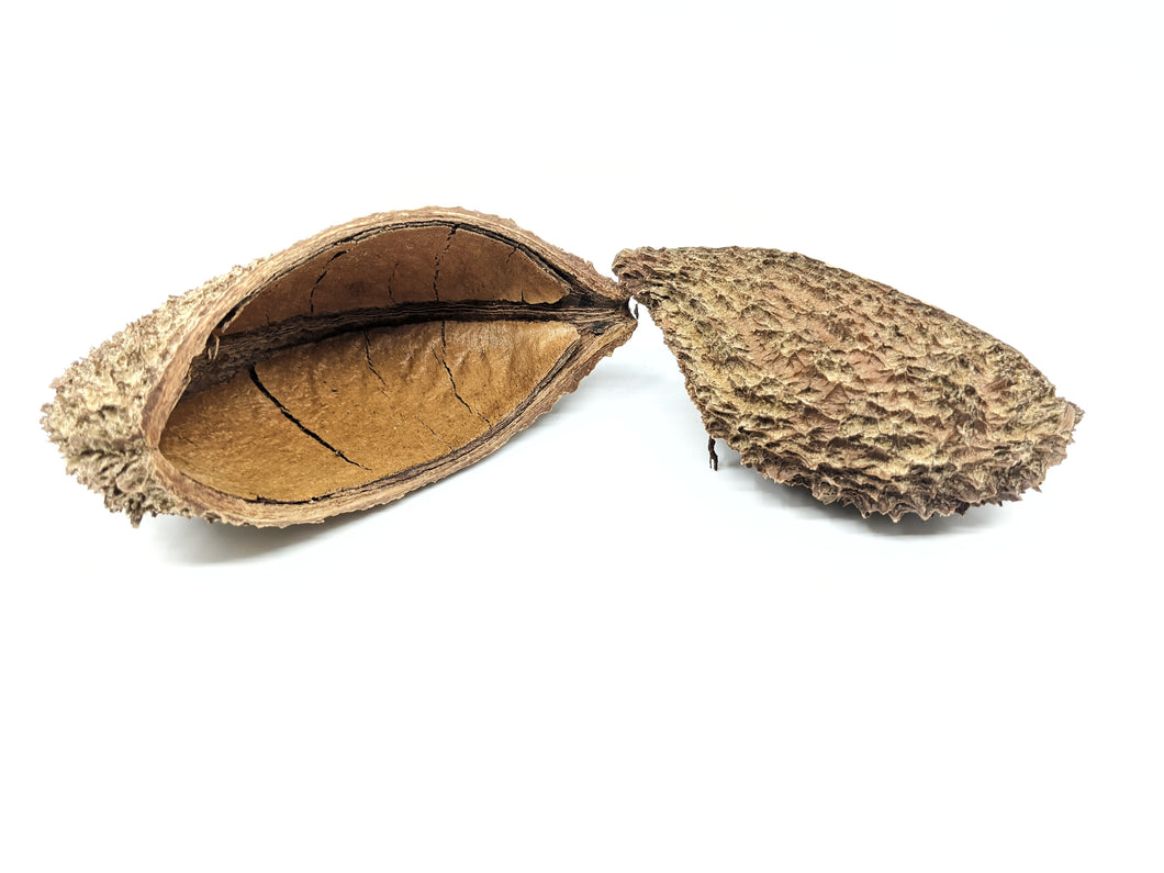 Urchin Pod