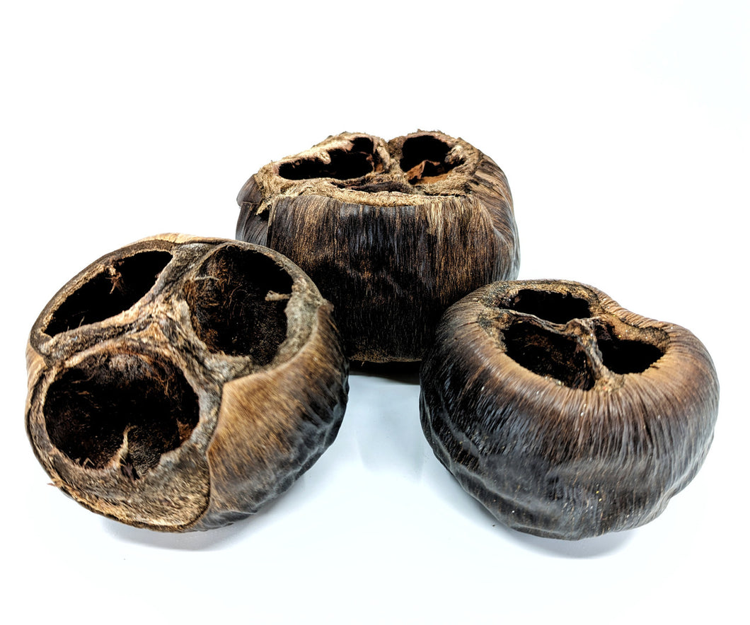 Talami Pod